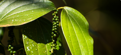 Sustainability in Farming